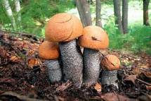 Продам: свежемороженые  грибы подосиновик