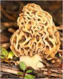 Продам: свежемороженые  грибы сморчки