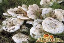 Продам: свежемороженые  грибы грузди