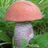 Продам: замороженные отборные грибы подберёзовики этого года