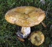 Продам: грибы лесные  груздь
