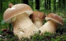 Продам: грибы лесные  белый гриб