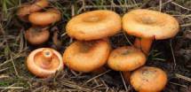 Продам: грибы лесные  рыжик