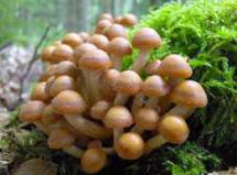 Продам: грибы лесные  опята