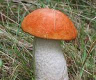 Продам: грибы лесные  подосиновики