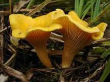 Продам: грибы лесные  лисичка