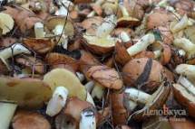 Продам: продаем грибы оптом от производителя маслята