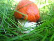 Продам: продаем грибы оптом от производителя подосиновик