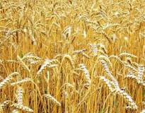 Продам: пшеница 3-й класс