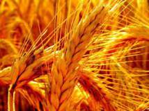 Продам: семена Пшеница