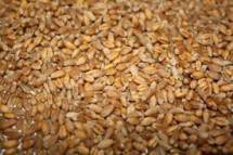 Продам: : зерно пшеницы