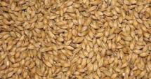 Продам: продаем сельскохозяйственную продукцию пшеницу