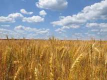 Продам: пшеница фураж