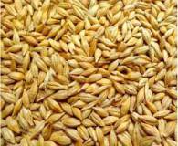 Продам: пшеница ячмень