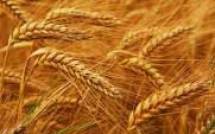 Продам: семена Пшеница яровая