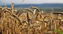 Продам: семена яровых культур пшеница