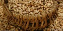 Продам: семена яровых культур Тритикале  