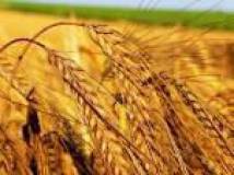 Продам пшеница:дарья рс 1  оптом