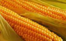Продам:кукурузу фуражную