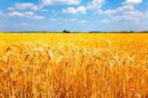 Продам: реализуем сельхоз. продукцию  пшеницу