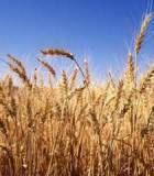 Продам продам: семена яровой пшеницы дарья	эс оптом