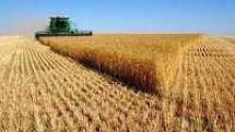 Продам продам: семена яровой пшеницы прохоровка оптом