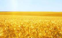 Продам продам: семена яровой пшеницы ирень оптом