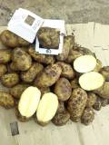 Продам  оптовые поставки картофеля напрямую с кфх. 5+ оптом