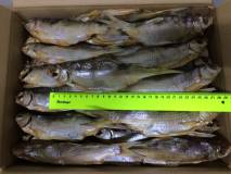 Вяленая Азовская, Цимлянская рыба слабосоленая от производителя