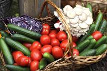 Ищу поставщика свежих овощей