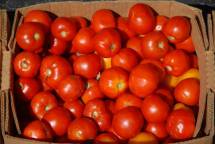 Ищу поставщиков овощей огурцы томаты напрямую от производителя Беларусь и Россия - от 10 тн.