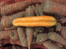 Морковь 3 руб/кг