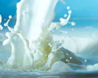 Куплю требуются поставщики молочной продукции: молоко, йогурты, творог. оптом