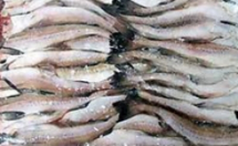 Требуются поставщики рыбы замороженной в ассортименте - объем закупи от 1 тонны.