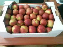Яблоки от производителя! от 50 руб./кг!