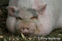 Требуется поставка свинины хряки 1 и 2 категории живым весом от 1 тонны.