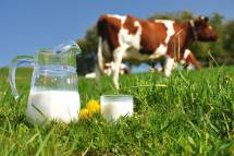 Продам молоко натуральное сырое  оптом