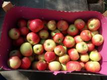 Дискавери,яблоки от производителя
