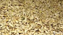 Требуются зерновые пшеница все классы