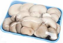 Продам грибы свежие вешенка оптом