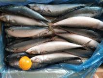 свежемороженная рыба тихоокеанская скумбрия (Китай)