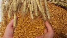 Куплю закупаем фуражную пшеницу от 20 тонн гост.  оптом