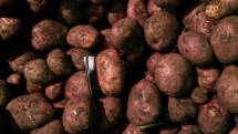 Требуется поставка картофеля отборного качественного сорт белый, красный, без болезней и проволочника.