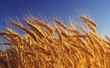 Требуется пшеница в мешках по 100 кг. - 25 000 тн