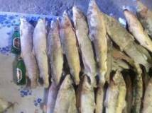 Требуется поставка свежемороженой рыбы: муксун, нельма, чир