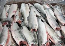 Рыба: лосось,горбушу, минтай, скумбрию и т.п (морская рыба в ассортименте), филе рыбы с/м. 