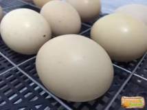 Требуются поставщики  инкубационных яиц Леггорн, Доминант 