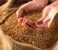 Нужны зерна пшеницы твердой 