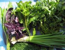 реализуем продажу свежей зелени: разные сорта салатов
