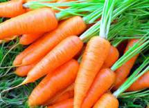 Ищу оптовых поставщиков моркови